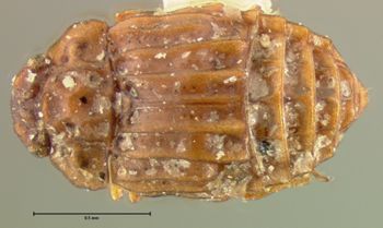 Media type: image;   Entomology 6620 Aspect: habitus dorsal view